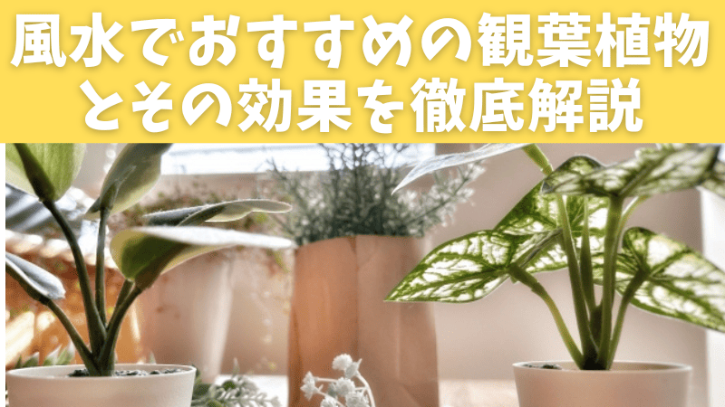 風水でおすすめの観葉植物とその効果を徹底解説